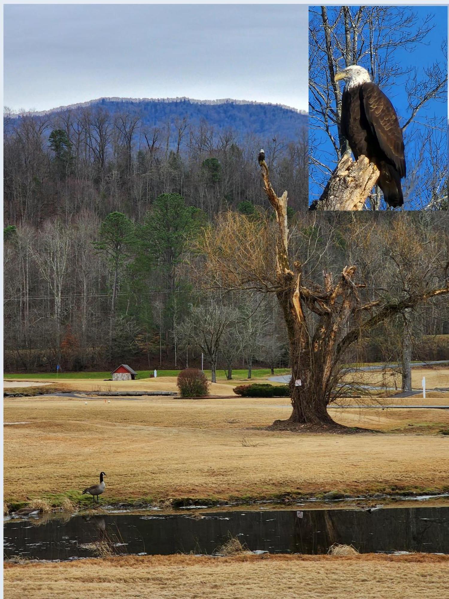 Villa Bear Necessities, Luxury 5Bd Mtn Views, Hot Tub, Many Bear Sightings Gatlinburg Esterno foto