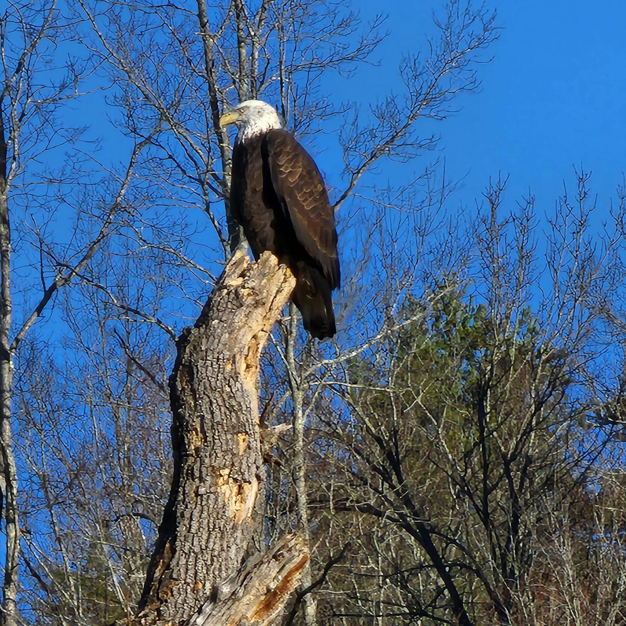 Villa Bear Necessities, Luxury 5Bd Mtn Views, Hot Tub, Many Bear Sightings Gatlinburg Esterno foto